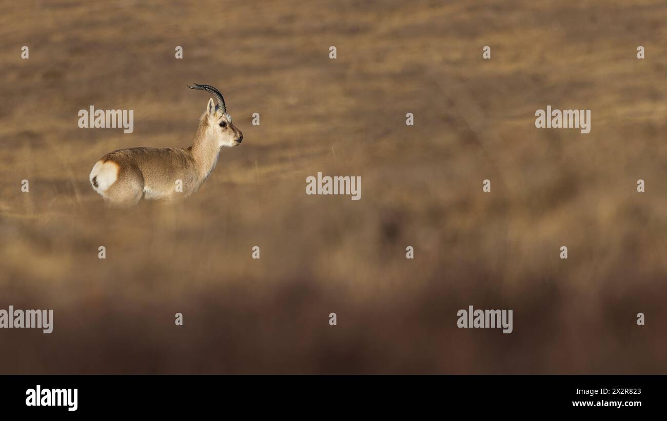 Wilde chinesische Tibetische Gazelle (Procapra picticaudata) auf dem tibetischen Plateau in Sichuan, China, mit ihren Hörnern Stockfoto