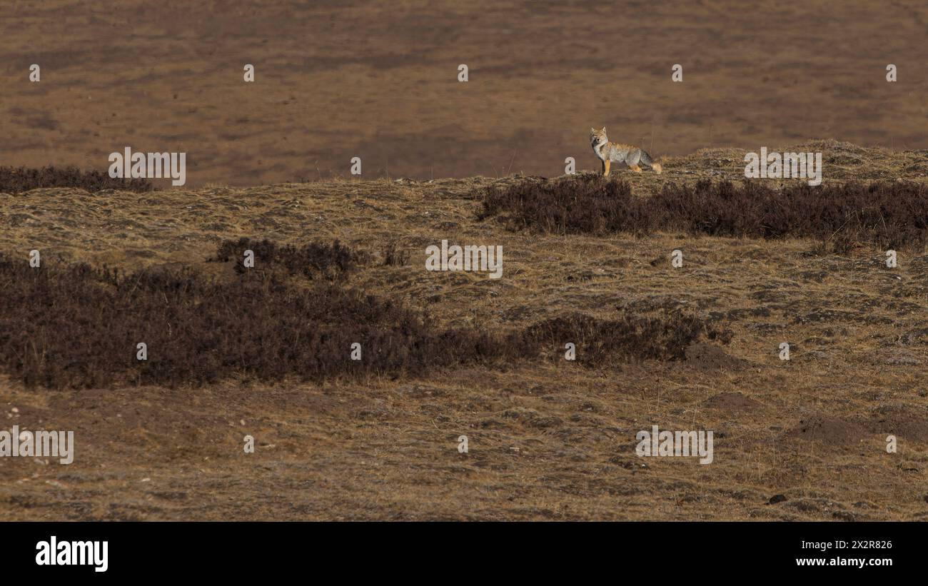 Tibetischer Fuchs (Vulpes ferrilata) in seiner Umgebung auf dem Tibetischen Plateau in Sichuan, China Stockfoto