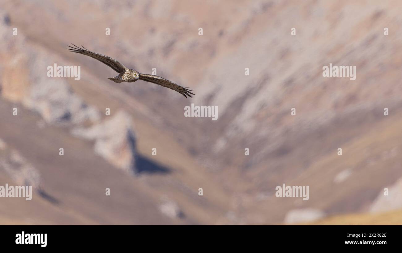 Wilde chinesische Hen Harrier (Circus cyaneus) jagen über das tibetische Plateau Stockfoto