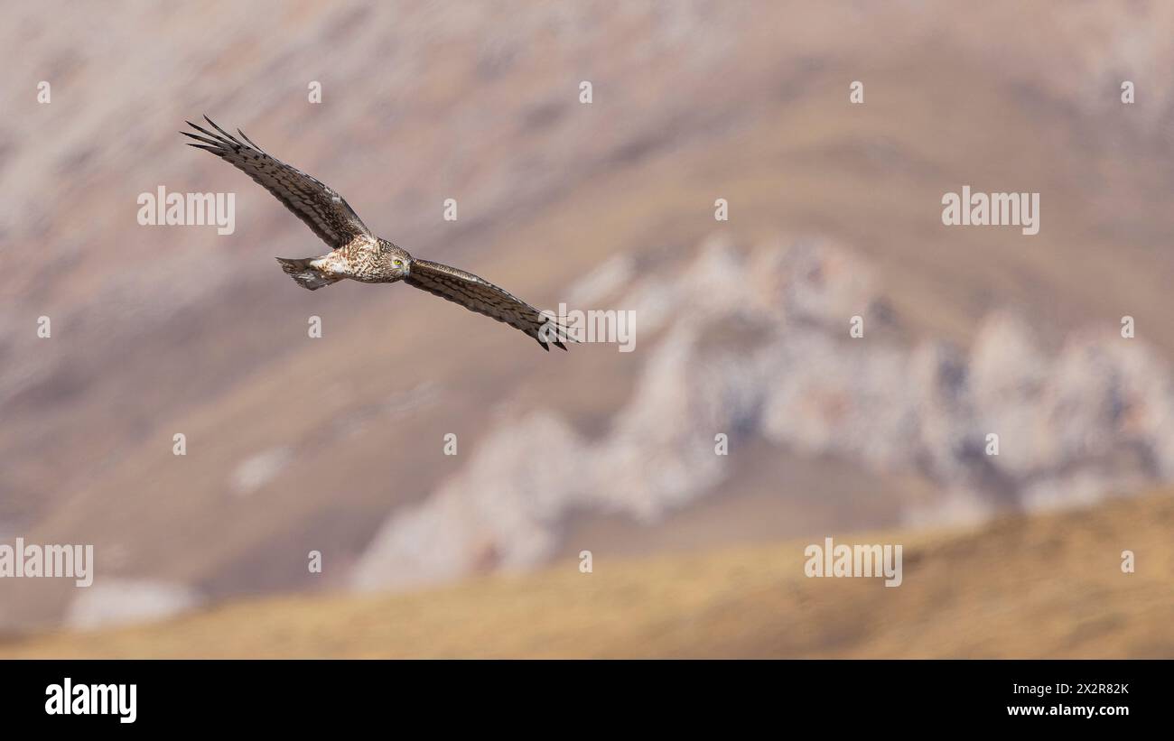 Wilde chinesische Hen Harrier (Circus cyaneus) jagen über das tibetische Plateau Stockfoto