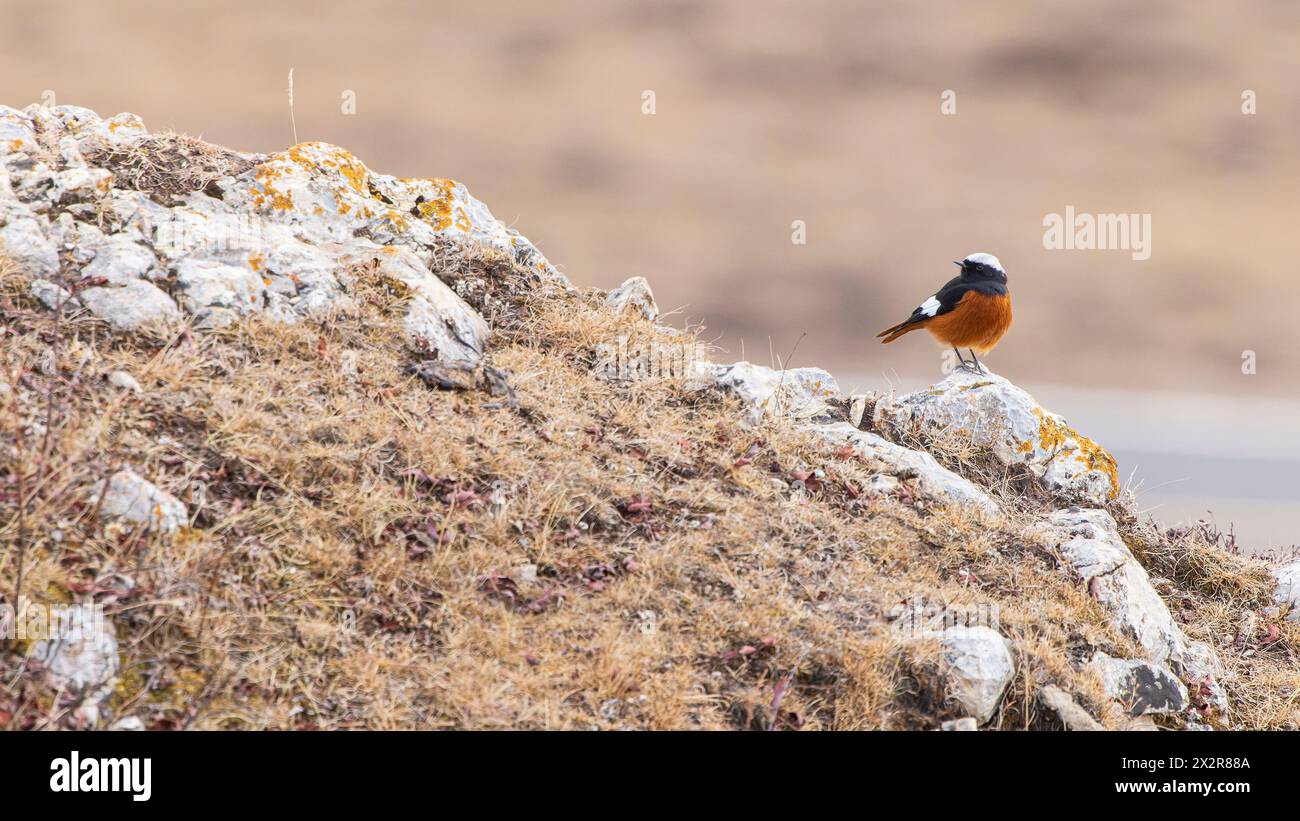 Wildes chinesisches Güldenstädt's Rotstart (Phoenicurus erythrogastrus) auf dem tibetischen Plateau in Sichuan, China, von der Vorderseite aus fotografiert, mit seinem Bauch Stockfoto