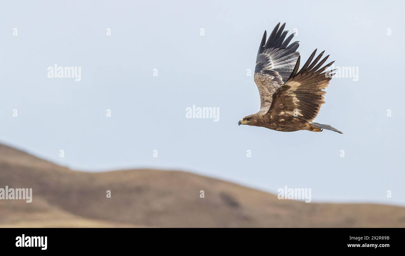 Wilder chinesischer Steppenadler ssp nipalensis (Aquila nipalensis nipalensis), fotografiert auf dem tibetischen Plateau in Sichuan, China, das über dem Horizont fliegt Stockfoto