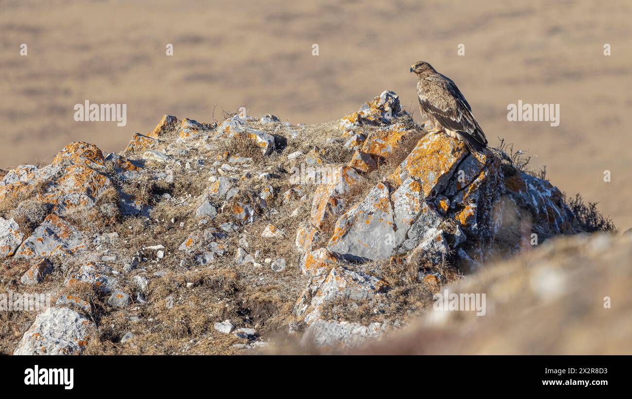 Wilder chinesischer Steppenadler ssp nipalensis (Aquila nipalensis nipalensis) thront auf den Felsen des tibetischen Plateaus in Sichuan, China Stockfoto