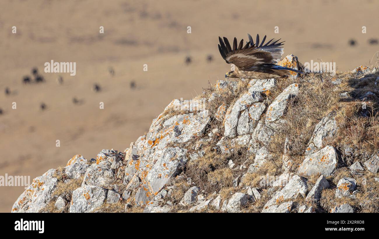 Wilder chinesischer Steppenadler ssp nipalensis (Aquila nipalensis nipalensis) fliegt über den Felsen des tibetischen Plateaus in Sichuan, China Stockfoto