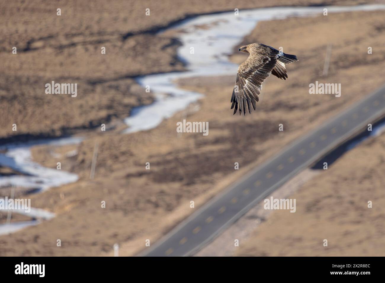 Wilder chinesischer Steppenadler ssp nipalensis (Aquila nipalensis nipalensis) fliegt über eine Straße durch das tibetische Plateau in Sichuan, China Stockfoto