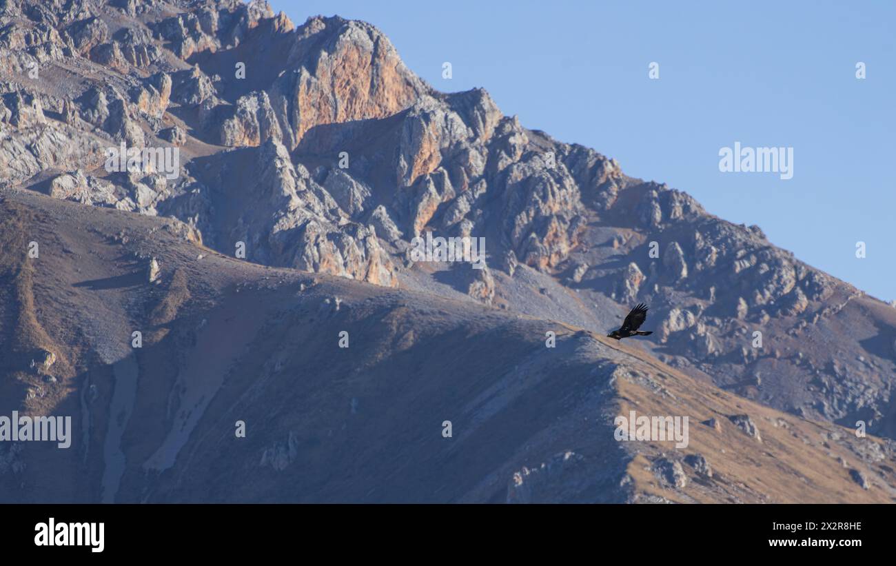 Wilder chinesischer Goldenadler (Aquila chrysaetos), der vor den felsigen Bergen des tibetischen Plateaus in Sichuan, China, fliegt Stockfoto