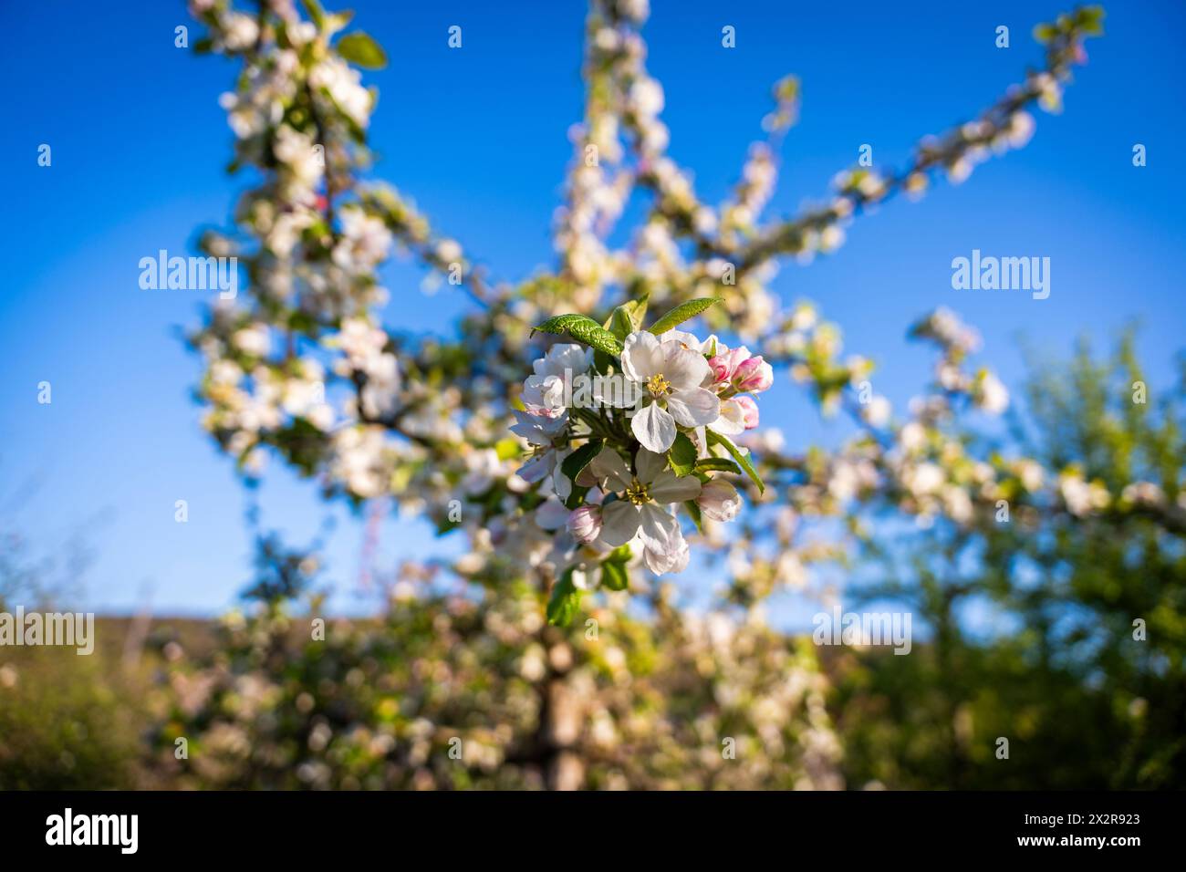 Englischer Orchard im Frühling, mit Apple Blossom 21. April 2024 Copyright Neil Phillips Photo and Film Ltd Stockfoto