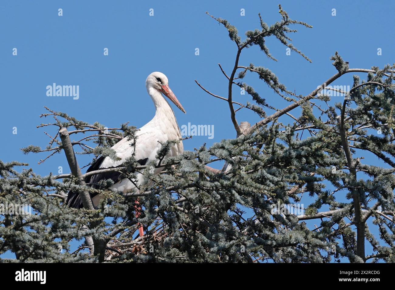 23.04.2024 Meister Adebar Weißstorch auf einem AST stehend an der Bergstraße Bensheim Hessen Deutschland *** 23 04 2024 Meister Adebar Weißstorch auf einem Ast an der Bergstraße Bensheim Hessen Deutschland Stockfoto