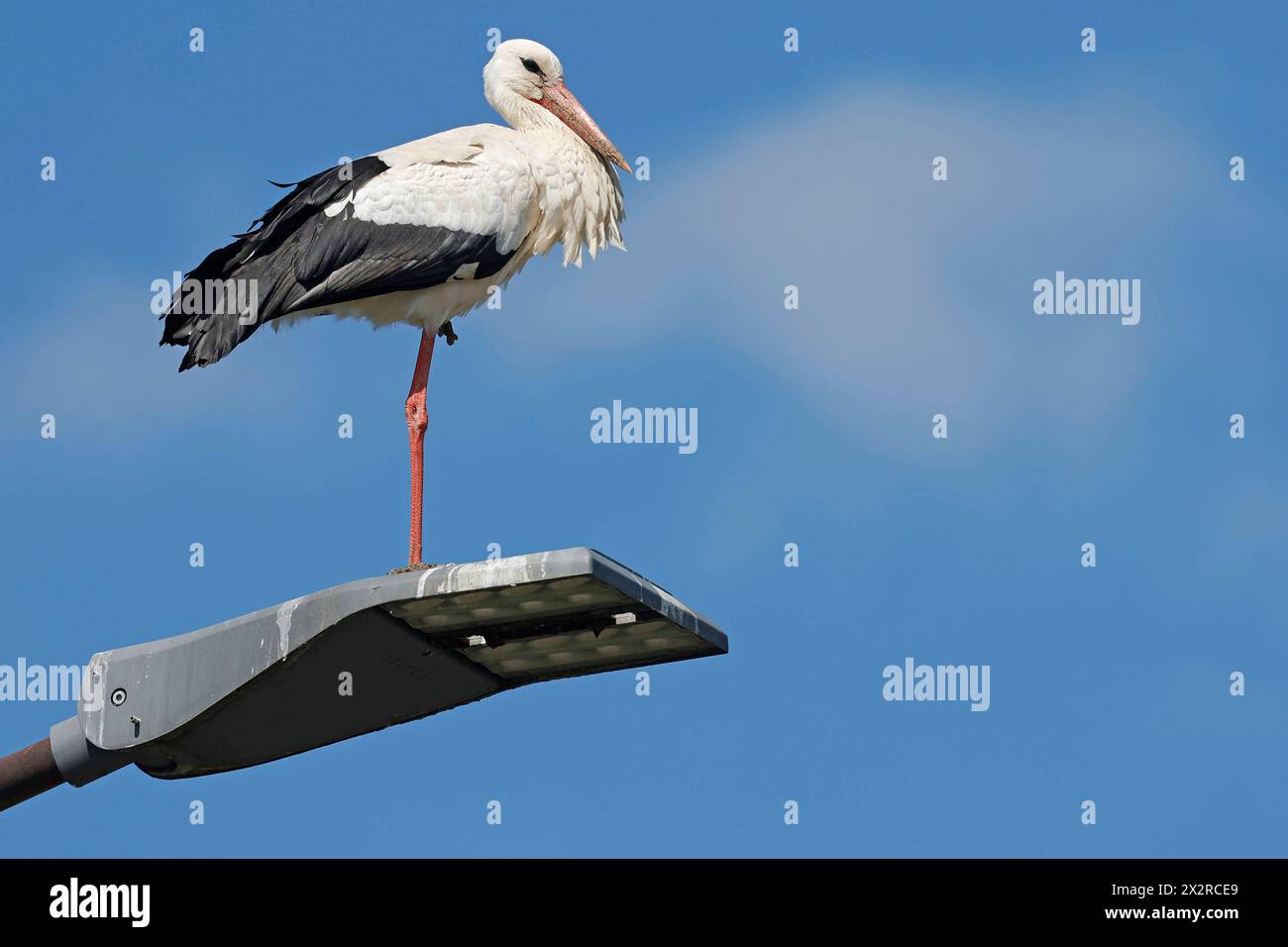 23.04.2024 Meister Adebar Weißstorch auf Straßenlampe stehend an der Bergstraße Bensheim Hessen Deutschland *** 23 04 2024 Meister Adebar Weißstorch auf Straßenlampe auf der Bergstraße Bensheim Hessen Deutschland Stockfoto