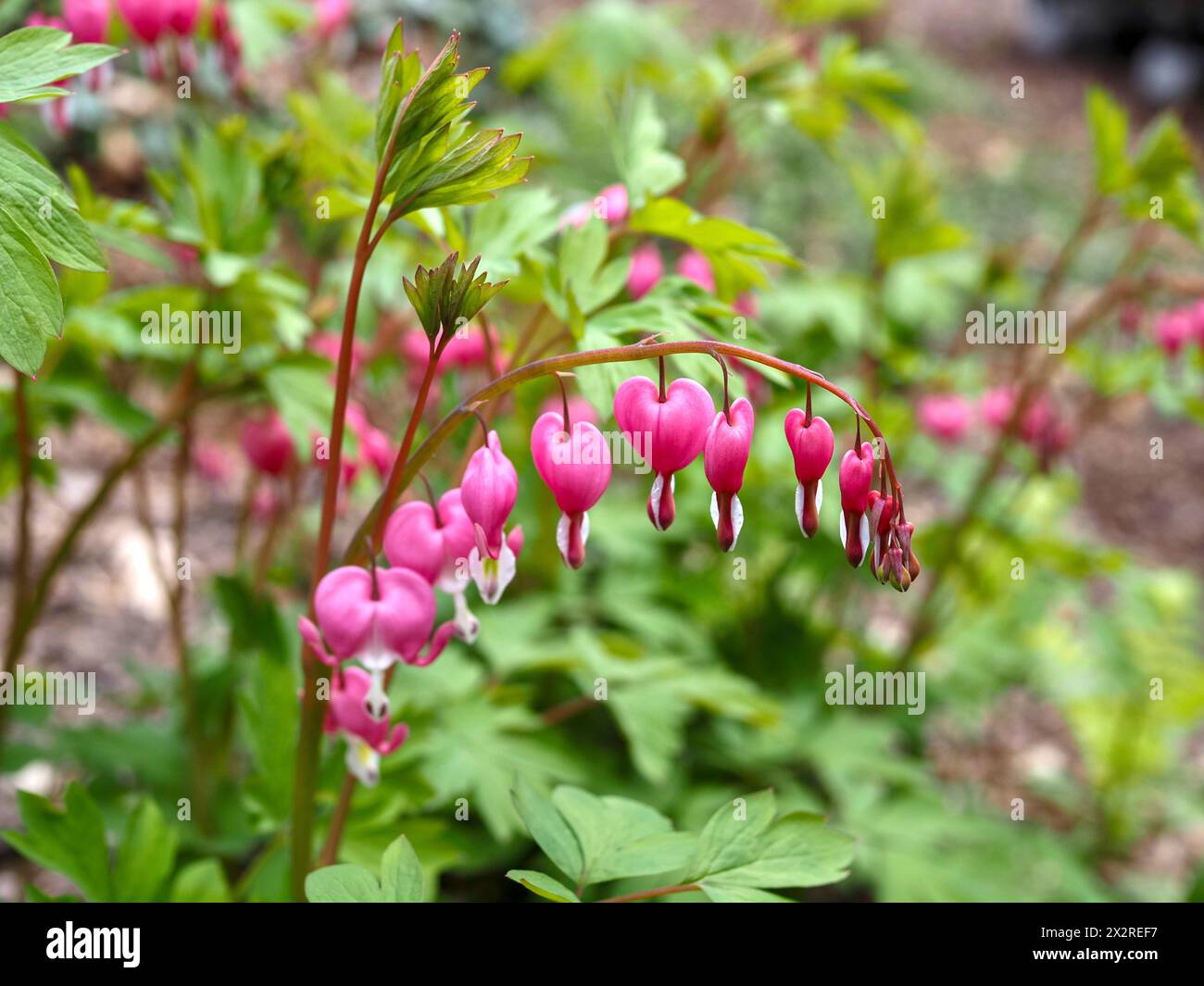 Nahaufnahme Blutendes Herz (Lamprocapnos spectabilis) - Rosa, Rot, weiß, frühe Frühling, schattige Blüte zwischen grünen Blättern und Laub Stockfoto