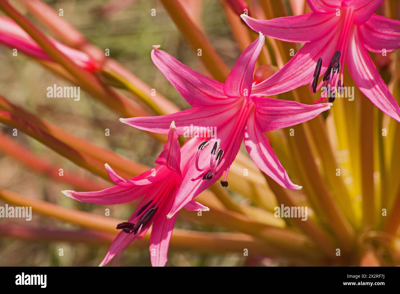 Nerine laticoma Blüten 15339 Stockfoto