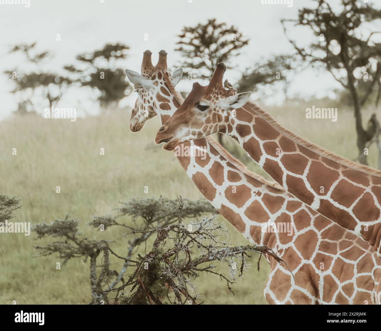 Zwei Giraffen stehen hoch auf den alten Pejeta-Ebenen, Kenia Stockfoto
