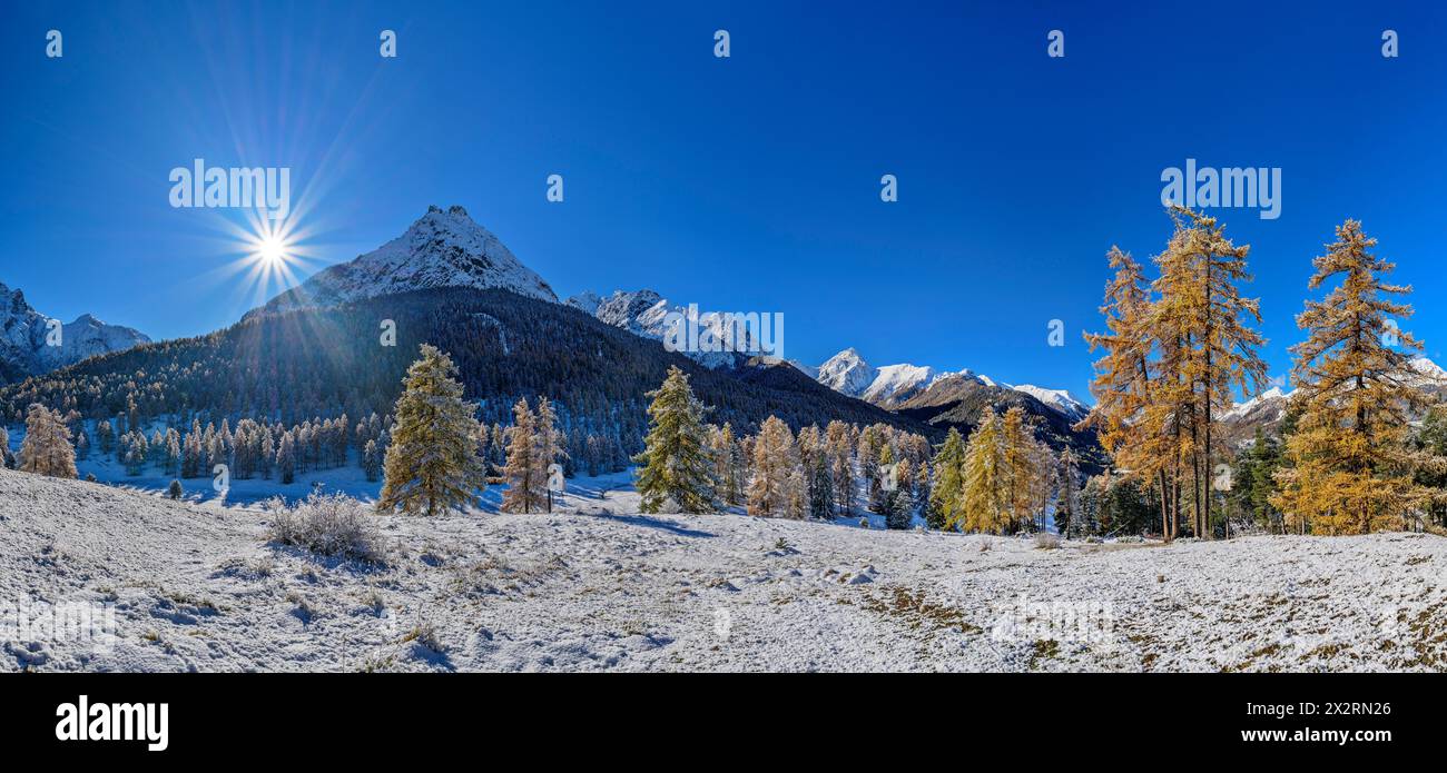 Lärchen in der Nähe der schneebedeckten Sesvenna-Alpen, Tarasp, Unterengadin, Engadin, Graubünden, Schweiz Stockfoto