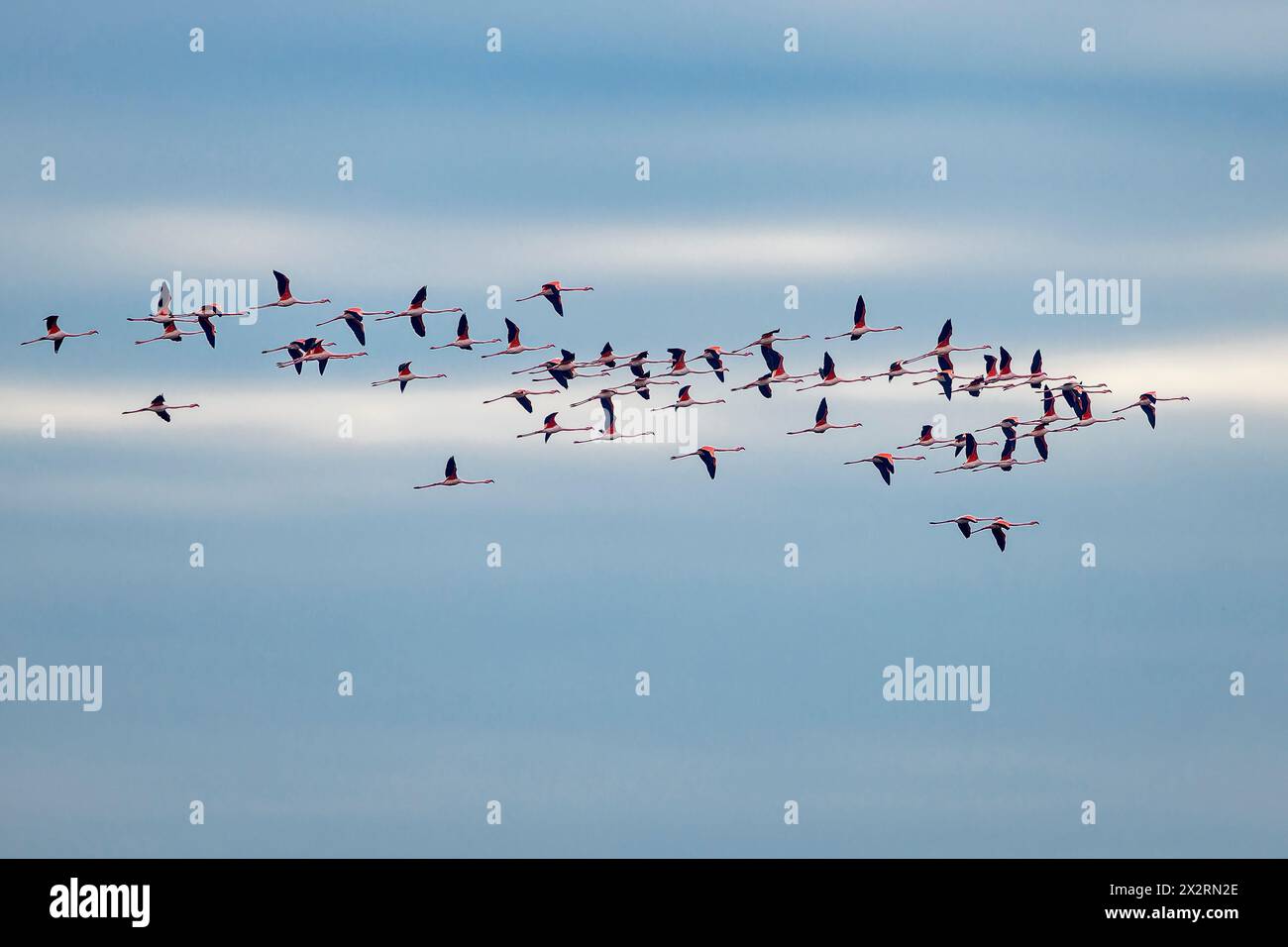 Flamingos fliegen in den Himmel, Italien Stockfoto