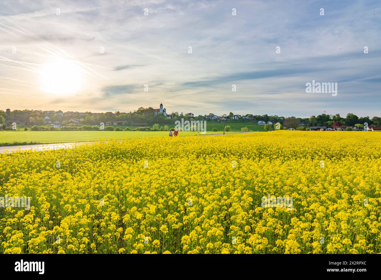 Rott am Inn: Kloster Rott, Rapsfeld in Oberbayern, Chiemsee Alpenland, Oberbayern, Bayern, Bayern, Deutschland Stockfoto