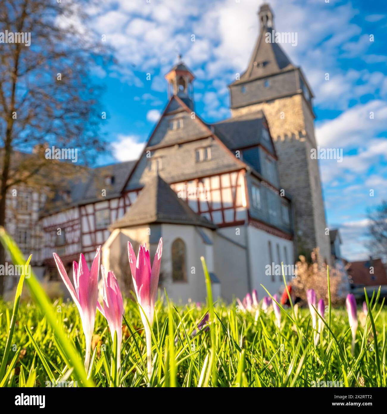 Deutschland, Hessen, Bad Camberg, rosa Krokusse blühen vor Camberg Obertor Stockfoto