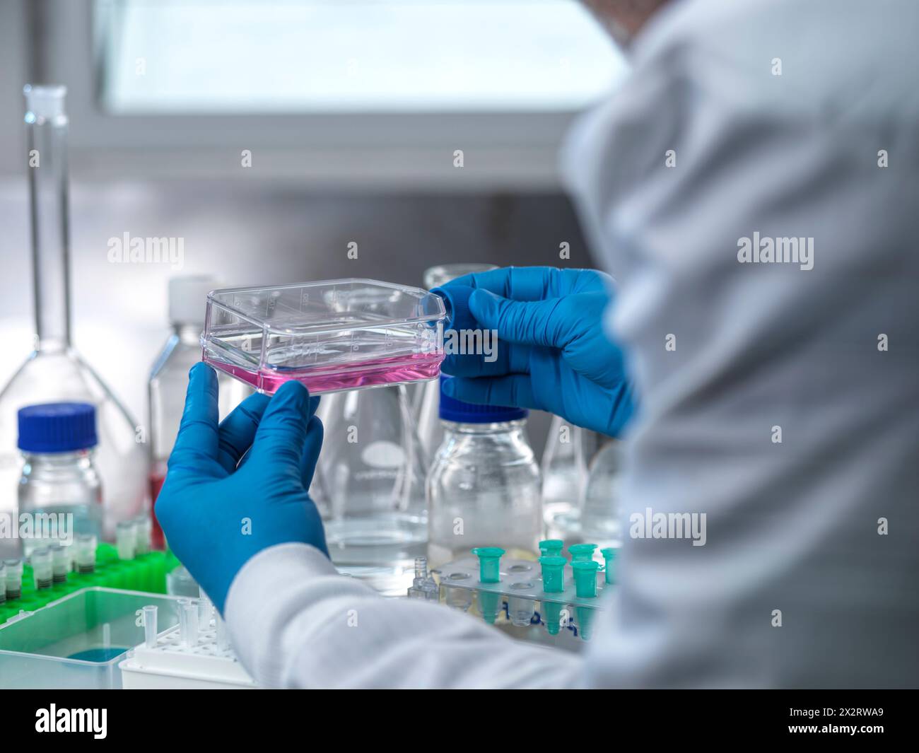 Wissenschaftler untersucht medizinische Probe in Zellkulturkolben im Labor Stockfoto