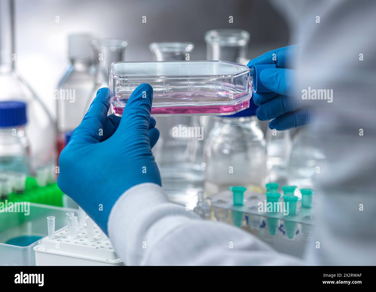 Leitender Wissenschaftler, der medizinische Proben in Zellkulturkolben im Labor hält Stockfoto