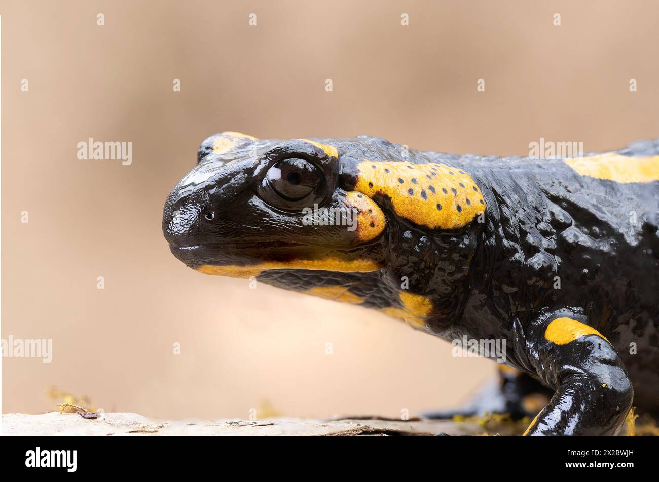 Nahaufnahme von Feuersalamander in natürlichem Lebensraum (Salamandra salamandra) Stockfoto