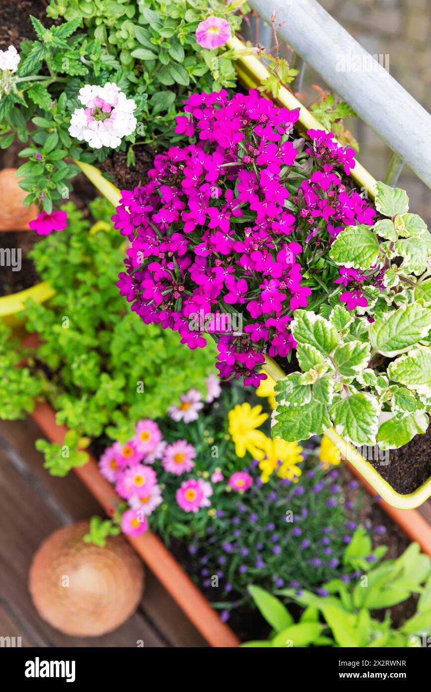 Im Balkongarten blühen leuchtende rosafarbene Lobelia Stockfoto