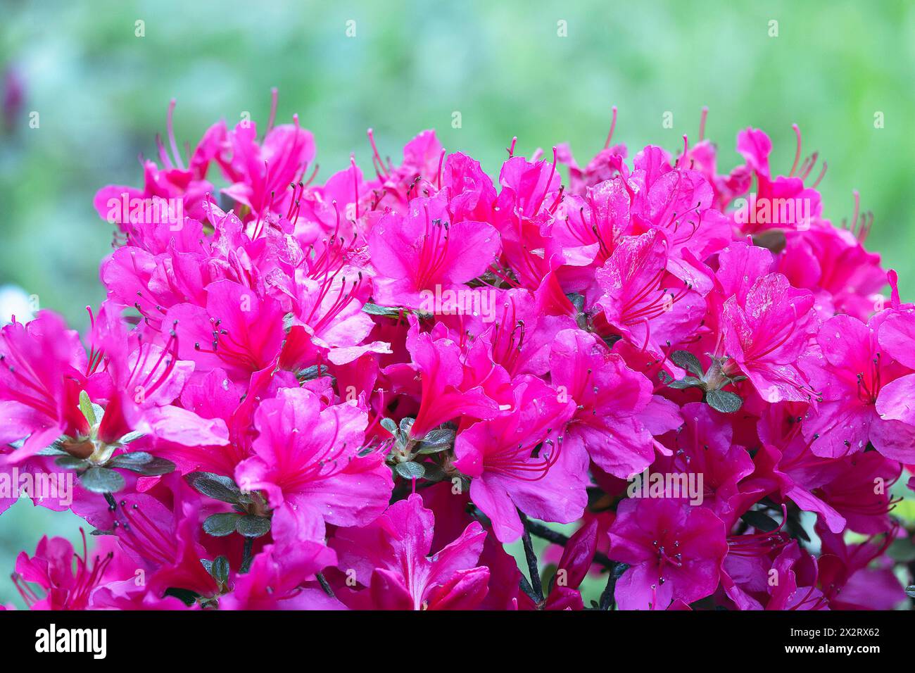 Rhododendron molle spp Japonica rosa Blumen, Fokus Stapel Stockfoto