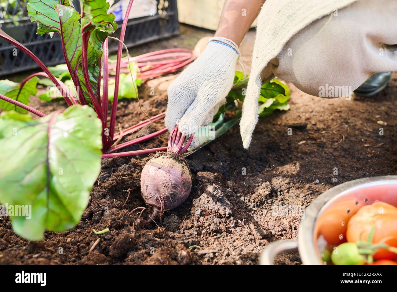 Hand des Landwirts, der im Garten Rüben erntet Stockfoto