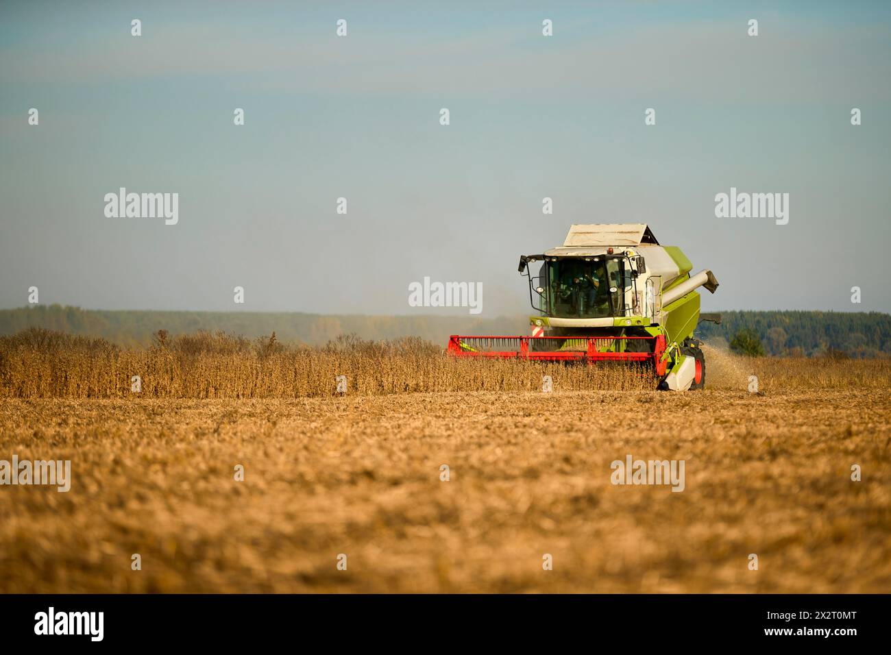 Landwirt erntet Sojabohnenfeld mit Mähdrescher Stockfoto