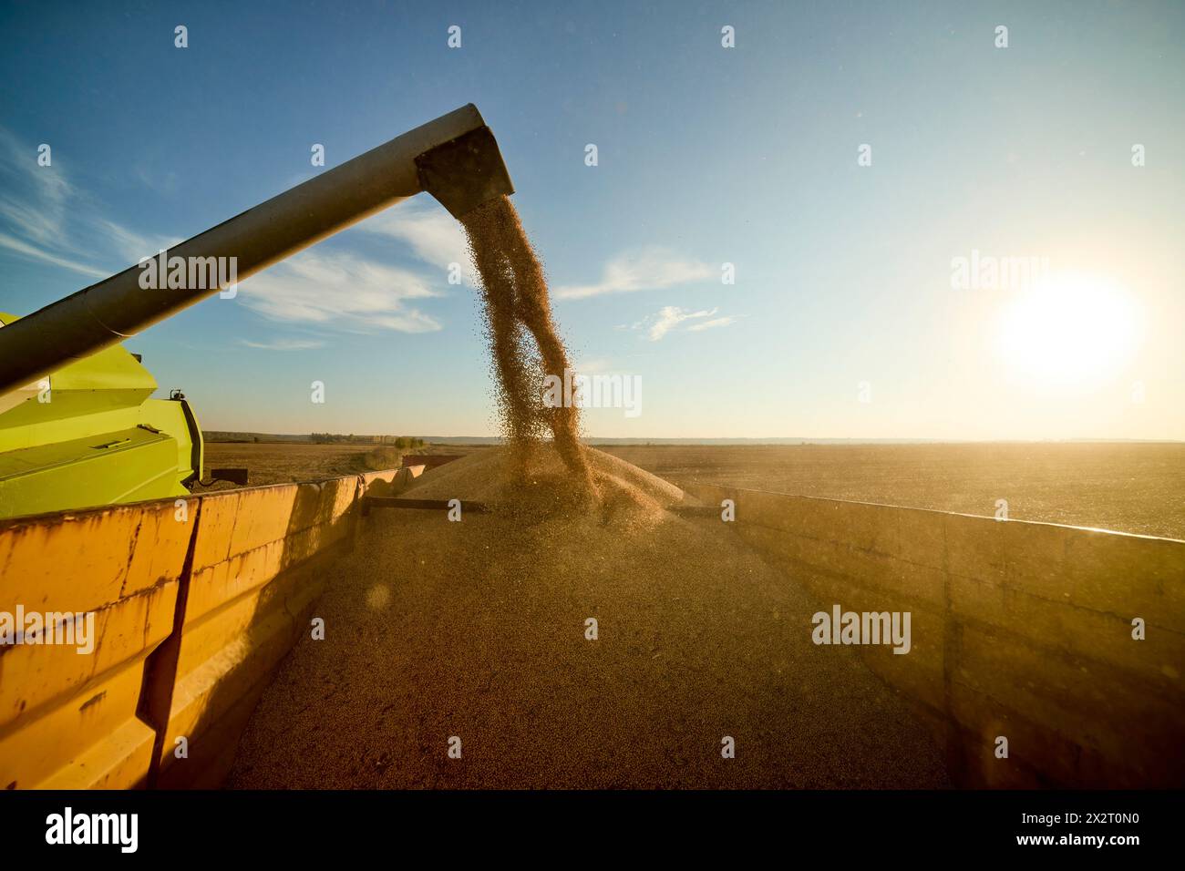 Mähdrescher entladen frisch geerntete Sojabohnen auf dem Feld Stockfoto