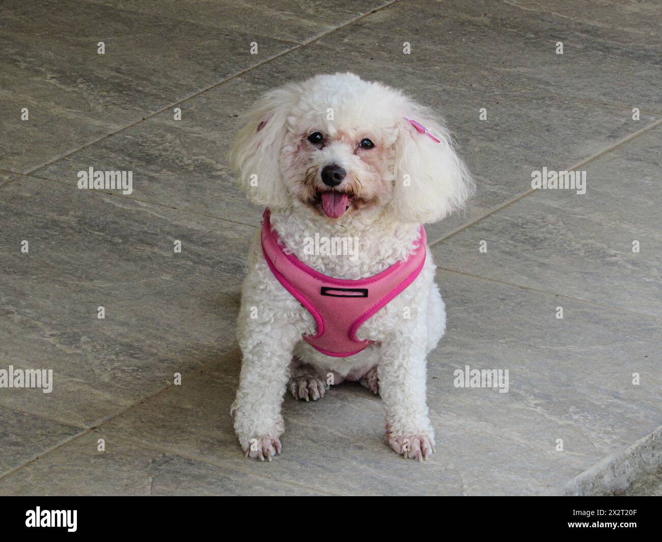 Nina, eine weiße Pudelhündin, sitzt auf der Veranda, mit rosa Kragen und Schleife, Zunge ausgezogen, schwarzen Augen und Maul. Stockfoto