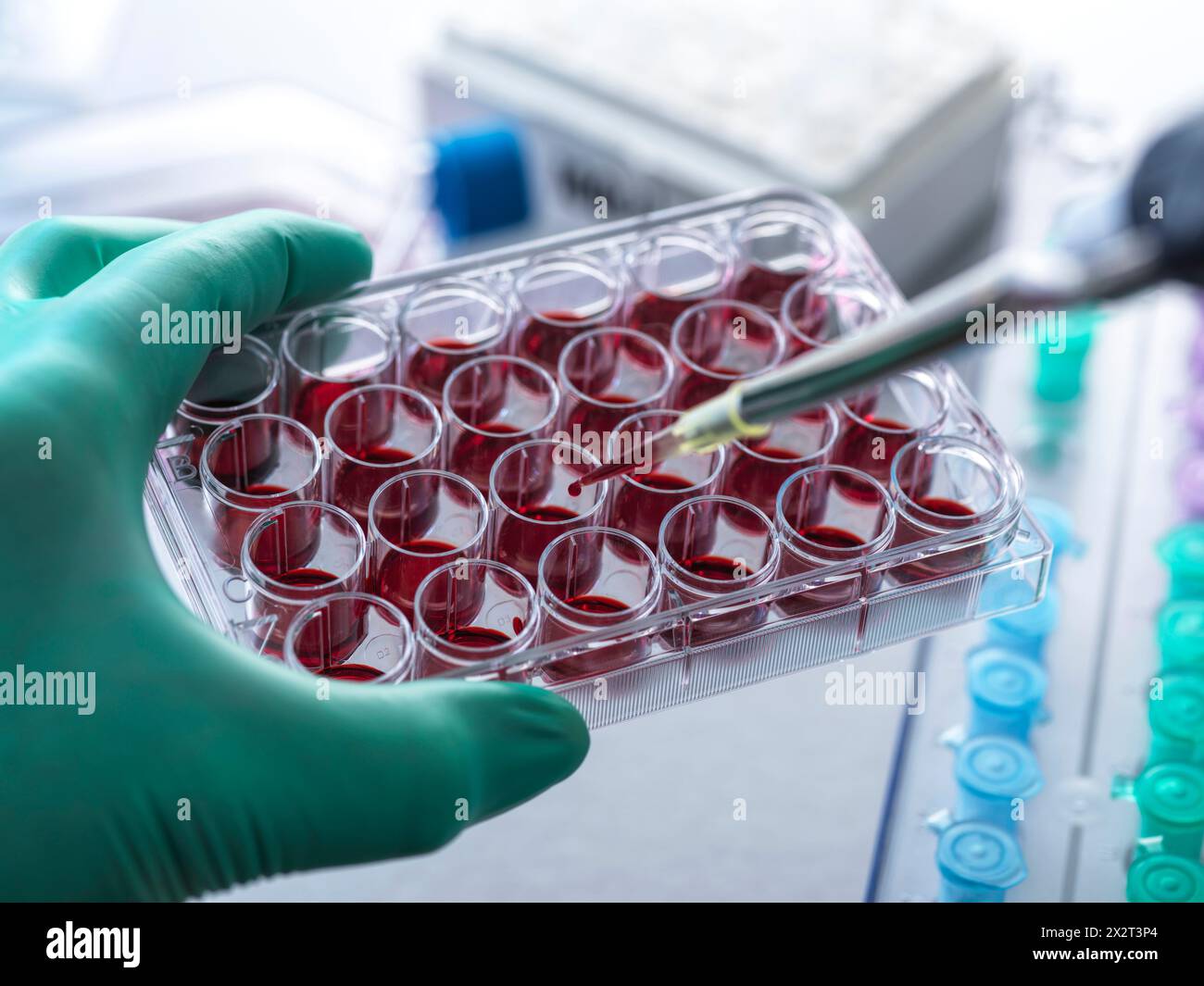 Wissenschaftler, die Blutzellen im Labor untersuchen Stockfoto