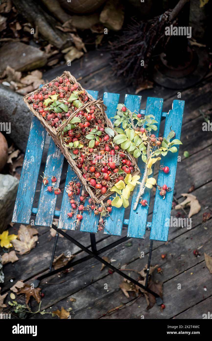 Frische Hüftrosen im Korb auf Holztisch im Garten Stockfoto