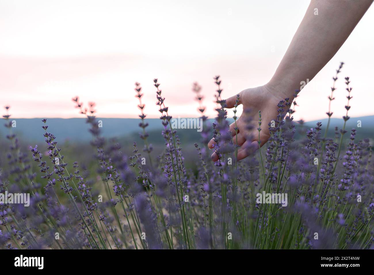 Frau, die Lavendelblüte im Sommer auf dem Feld berührt Stockfoto