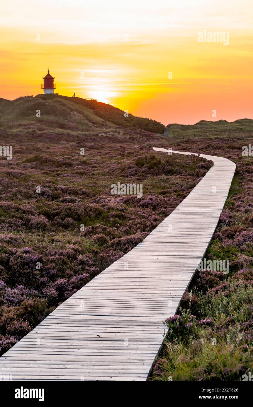 Deutschland, Schleswig-Holstein, Amrum, Boardwalk, der sich durch Heidemoor zum Leuchtturm im Hintergrund erstreckt Stockfoto