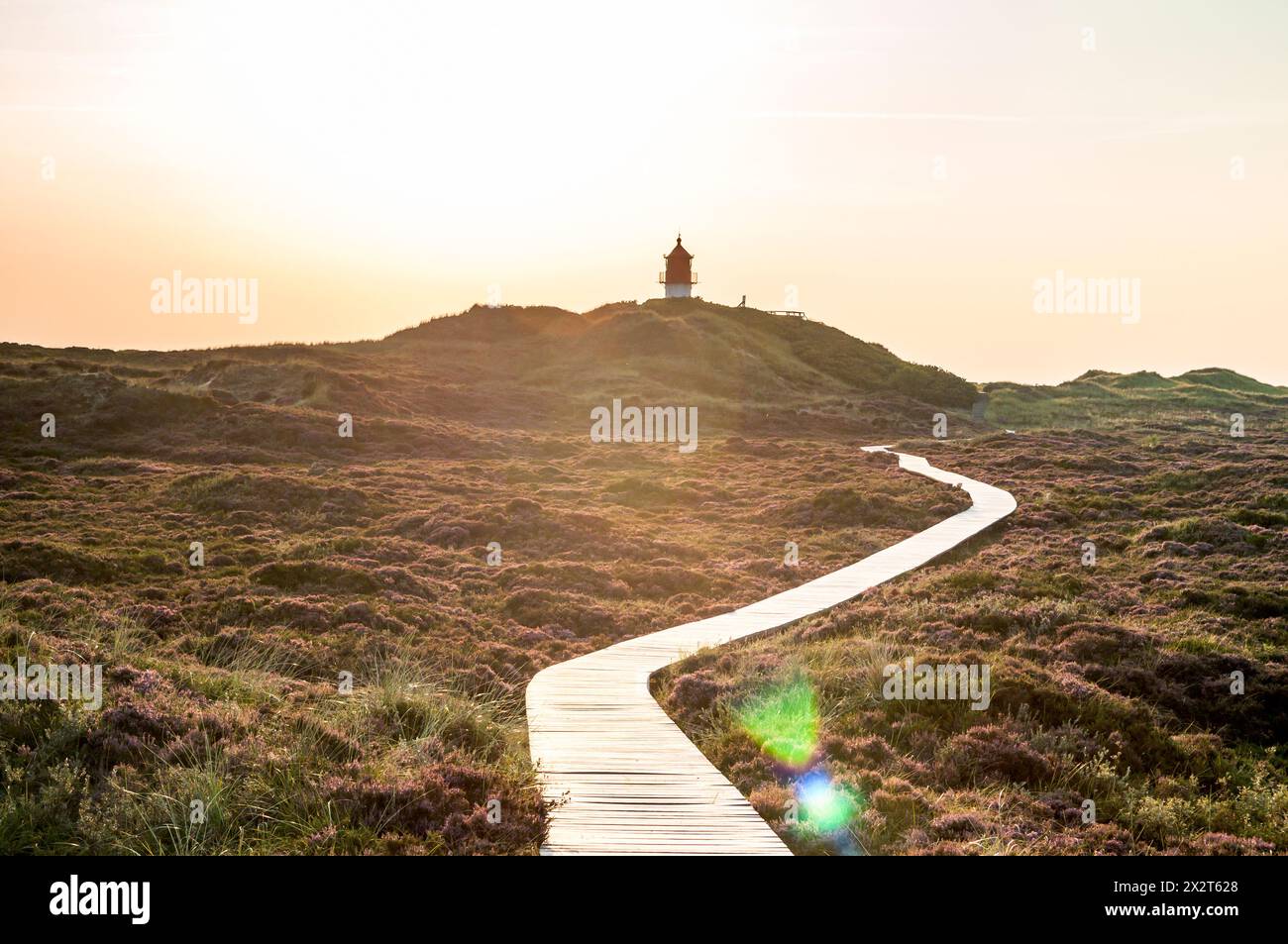 Deutschland, Schleswig-Holstein, Amrum, Boardwalk, der sich durch Heidemoor zum Leuchtturm im Hintergrund erstreckt Stockfoto