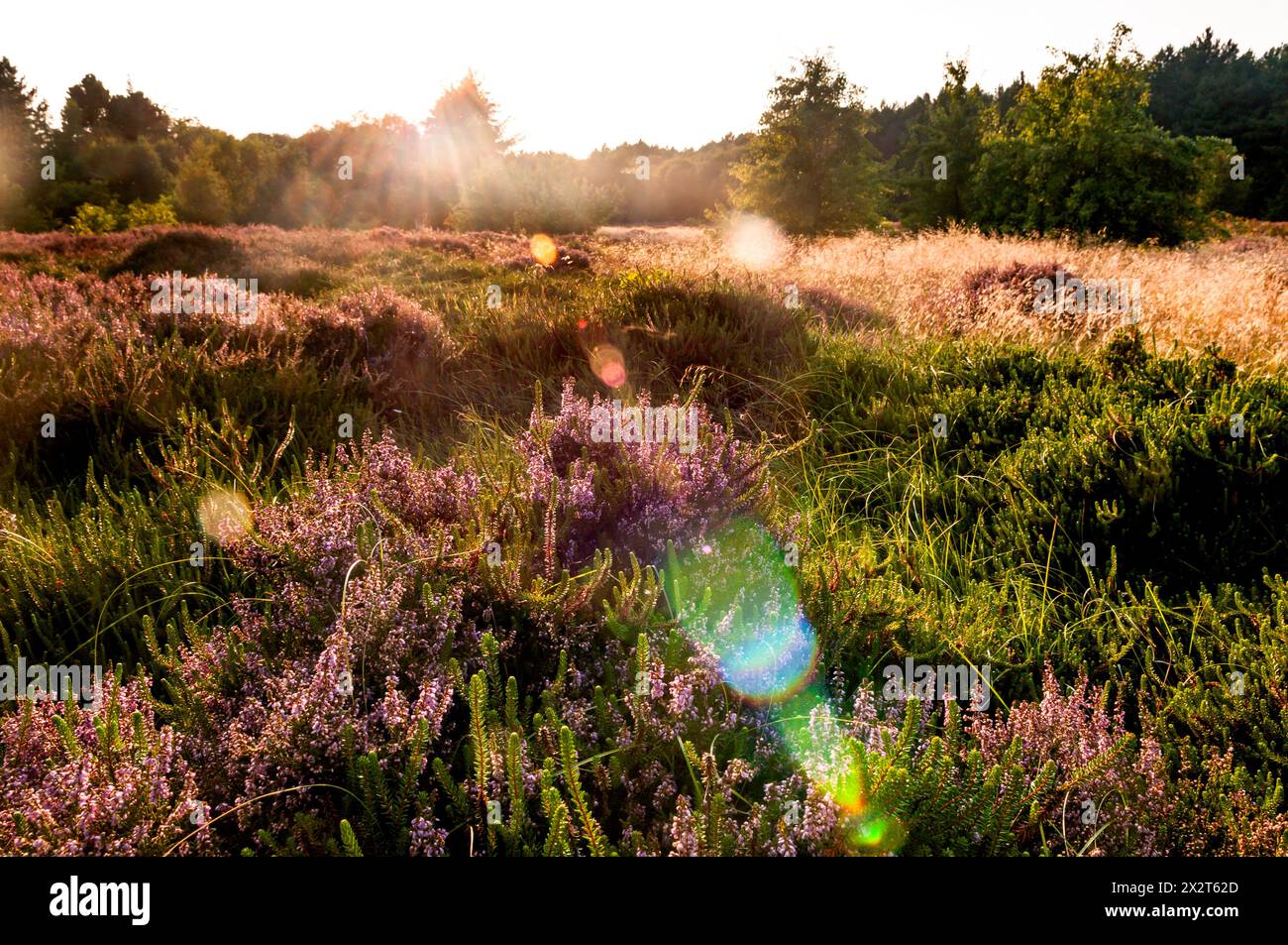 Deutschland, Schleswig-Holstein, Amrum, Heide blüht auf Sommerwiese bei Sonnenuntergang Stockfoto