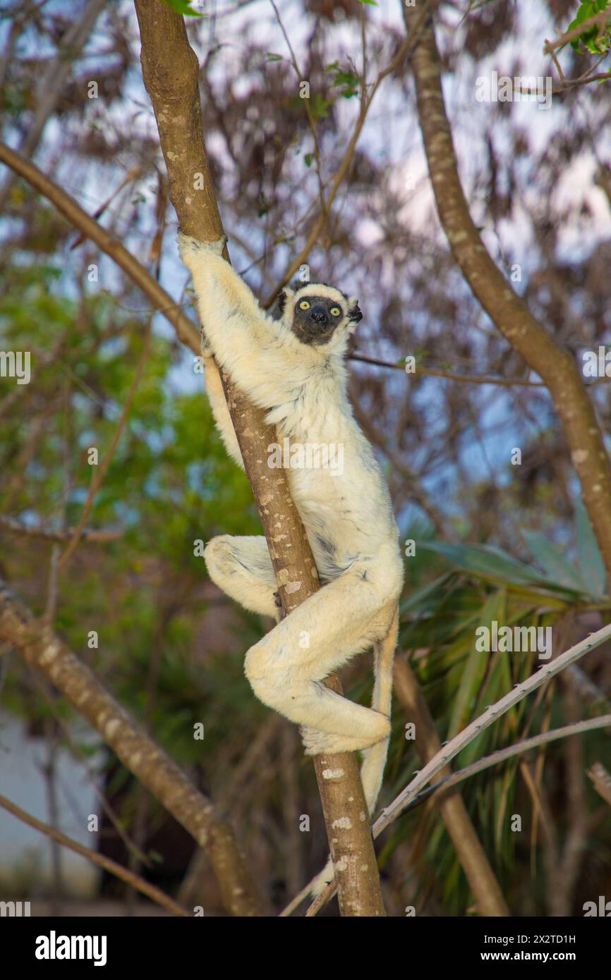 Verreaux's White Sifaka mit dunklem Kopf auf Madagaskar Island Fauna. Süßer und neugieriger Primat mit großen Augen. Berühmter tanzender Lemur Stockfoto