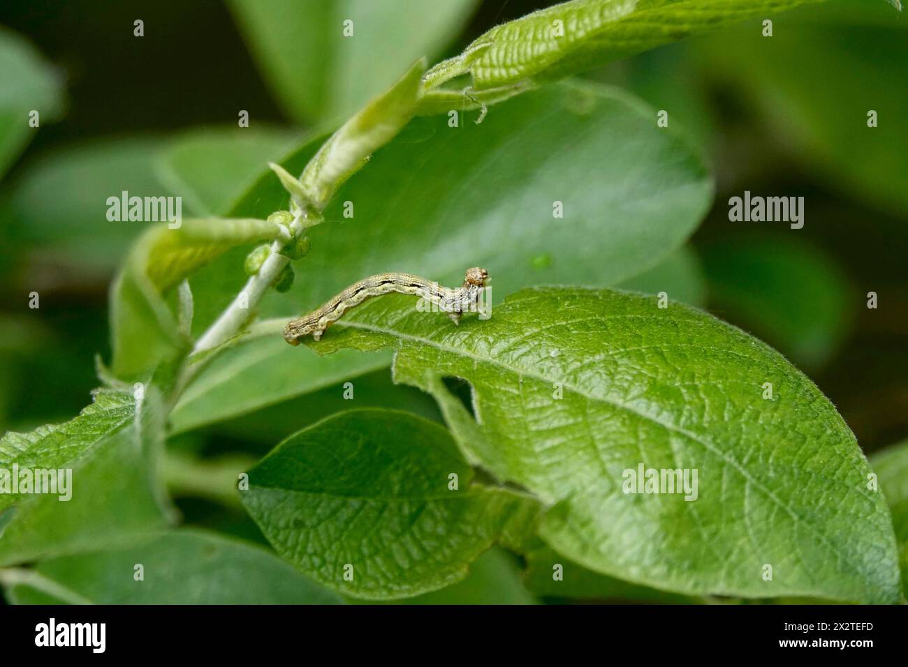 Melierte Umbe (Erannis defoliaria), raupe, Frühling, Deutschland Stockfoto