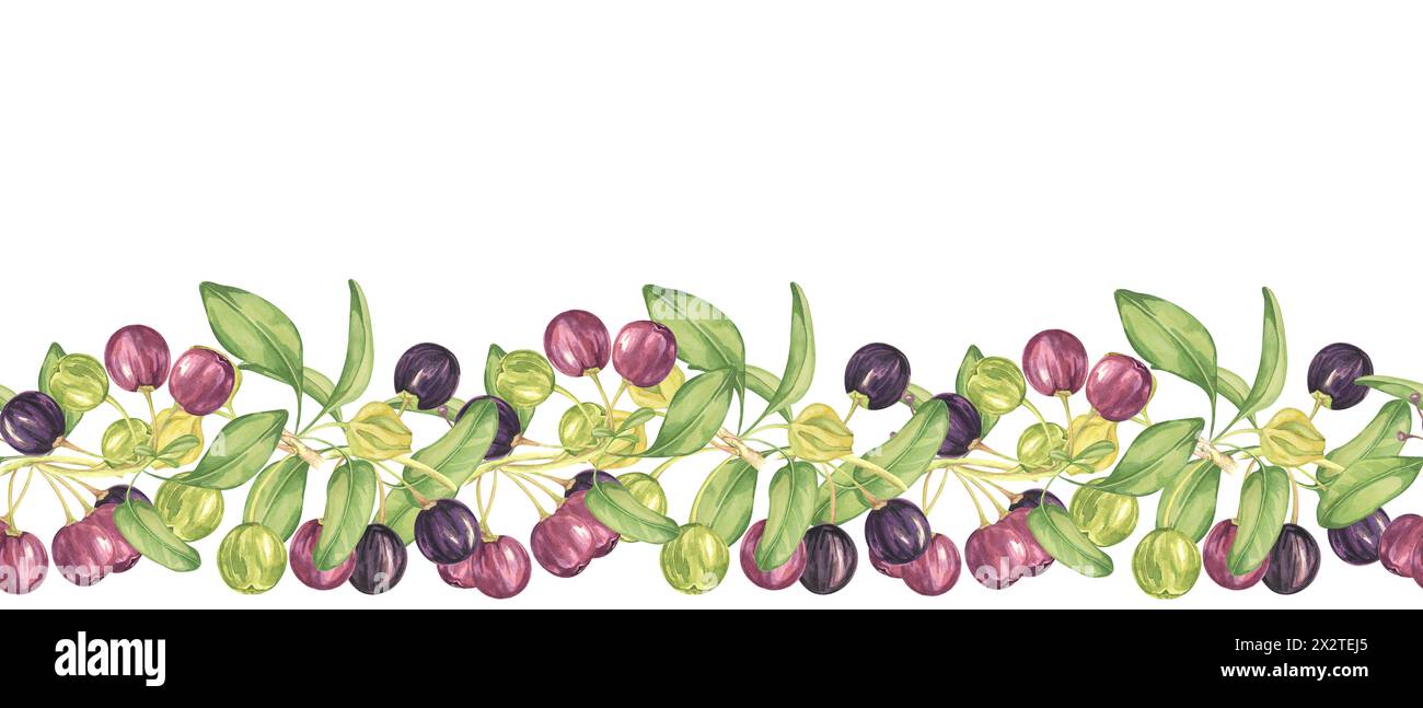 Nahtloser Rand aus Maqui-Beeren und Blättern in violett und grün. Hand gezeichnete Aquarellillustration der chilenischen Weinbeere Kirschpflanze, Aristotelia chilensis für den Druck, Nahrungsergänzungsmittel, Kleidung, Karten Stockfoto Nahtloser Rand aus Maqui-Beeren und Blättern in violett und grün. Hand gezeichnete Aquarellillustration der chilenischen Weinbeere Kirschpflanze, Aristotelia chilensis für den Druck, Nahrungsergänzungsmittel, Kleidung, Karten Stockfoto