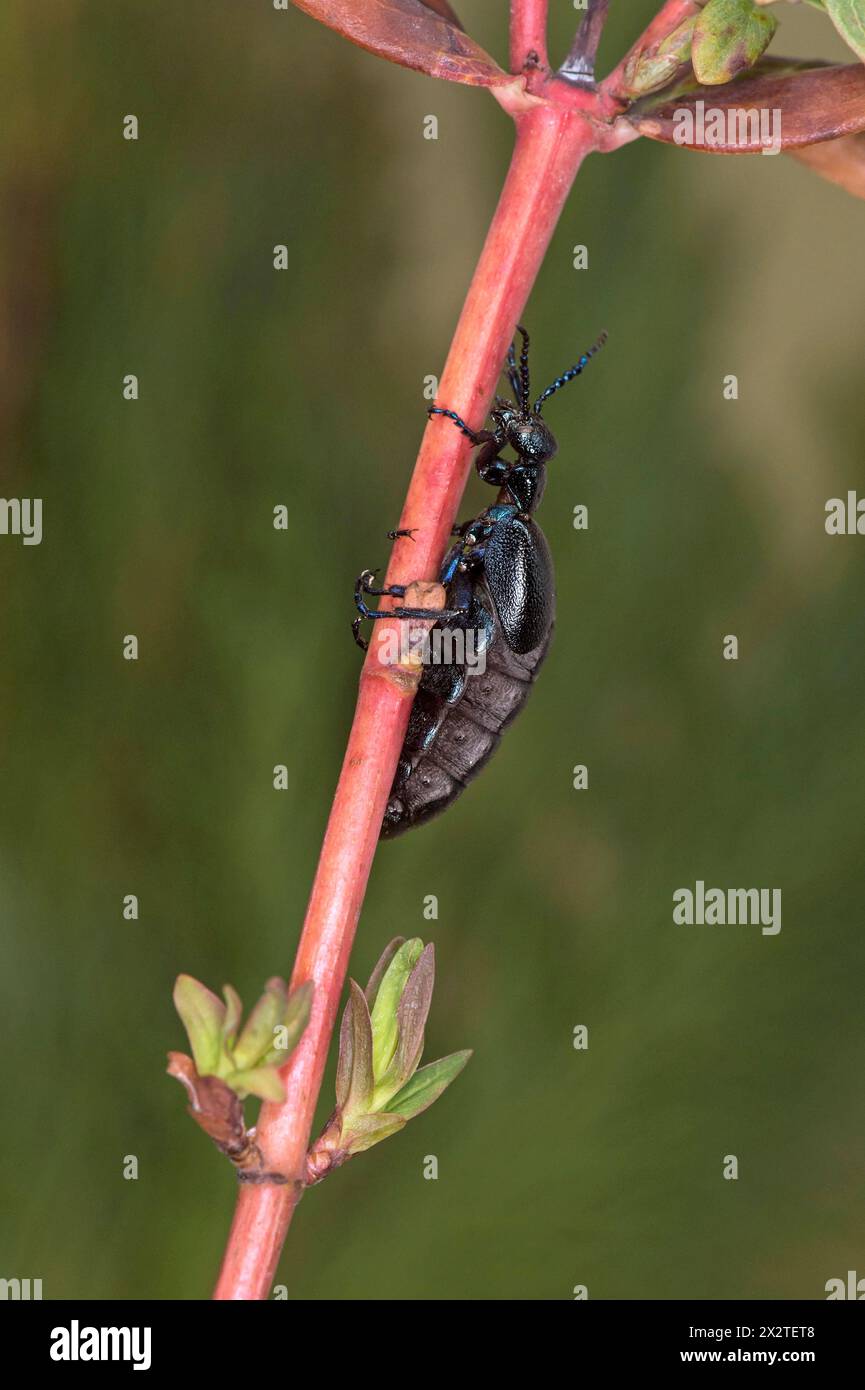 Schwarzölkäfer (Meloe proscarabaeus), weiblich, Wallis, Schweiz Stockfoto