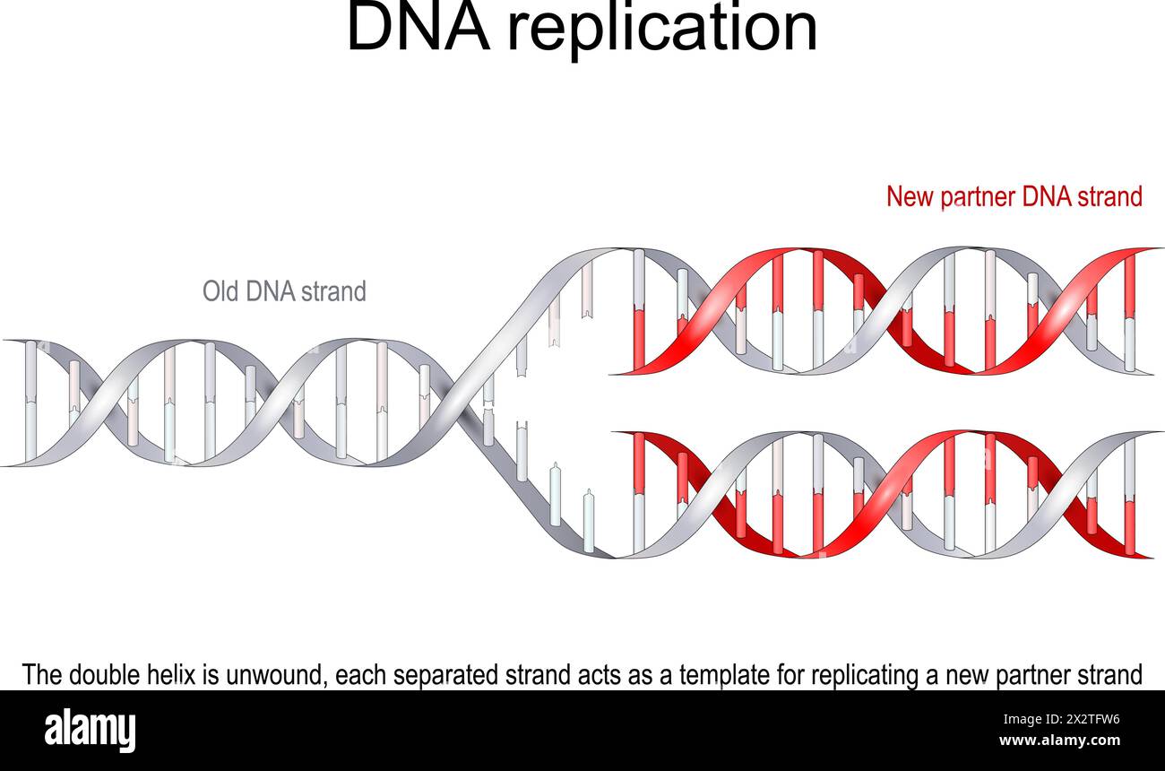 Modell einer DNA-Replikation. Die alte Doppelspirale (grau) wird abgewickelt, jeder getrennte Strang dient als Vorlage für die Replikation eines neuen Partnerstrangs (rot) Stock Vektor