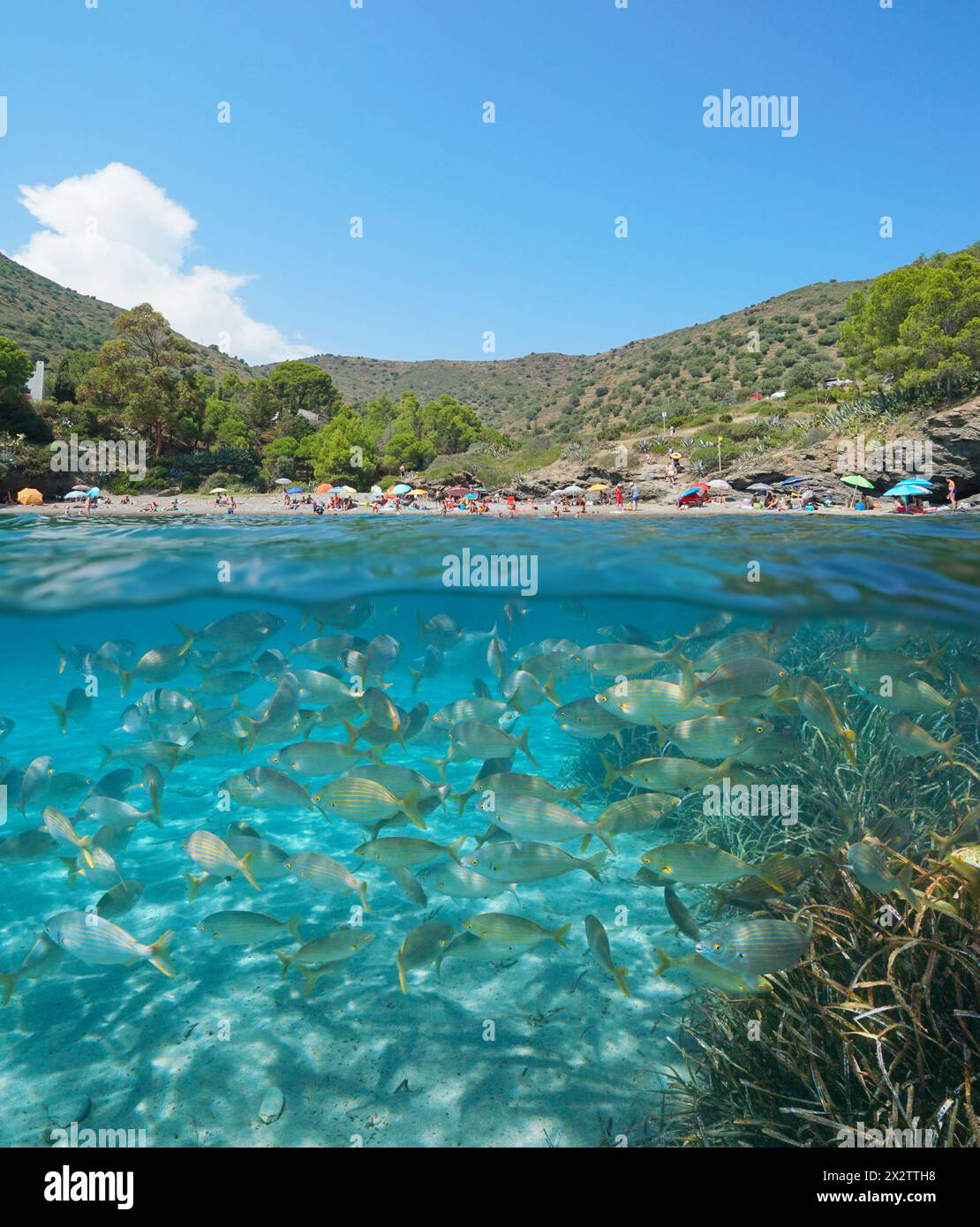 Mittelmeerküste in Spanien, Strand im Sommer und Fischschwärme unter Wasser, geteilter Blick über und unter der Wasseroberfläche, natürliche Szene, Costa Brava Stockfoto