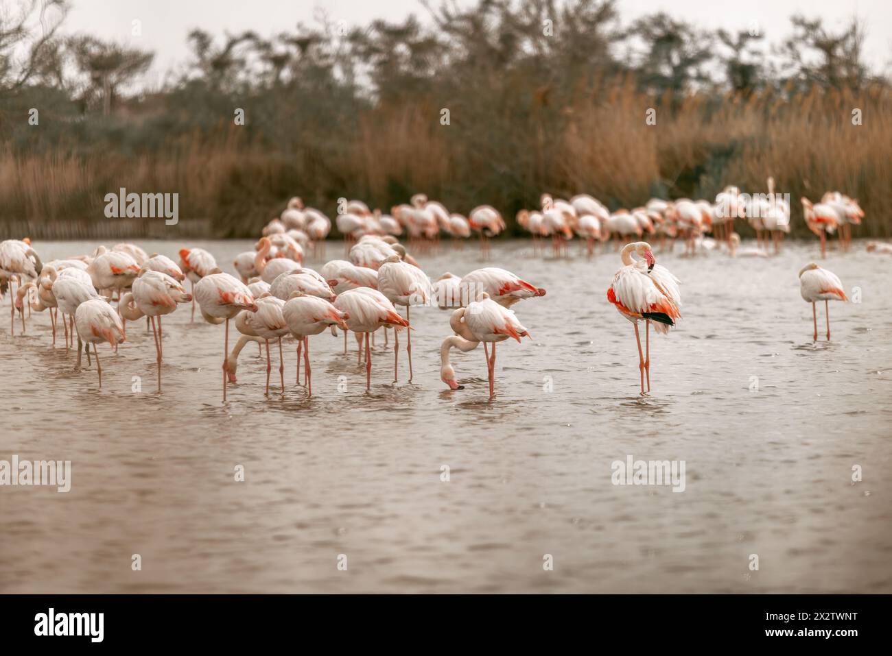 Wilde Flamingos (Phoenicopteridae) an der Camargue, frankreich, europa im frühen Frühjahr im Freien. Vogelbeobachtung Stockfoto