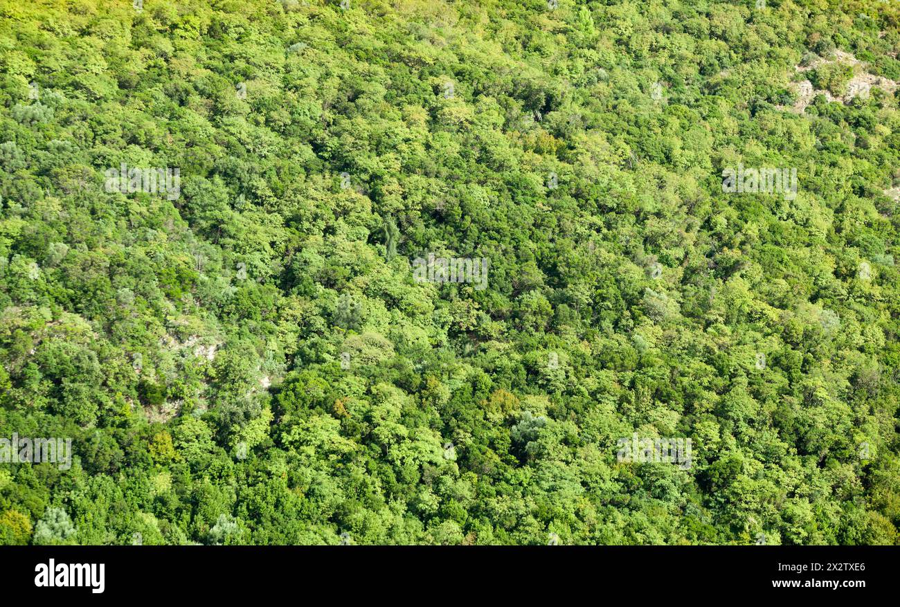 Ein Blick aus der Vogelperspektive auf den Wald, der auf dem Berg wächst. Ökosystem und gesunde Umwelt. Textur von grünem Wald mit Bäumen. Horizontal. Stockfoto