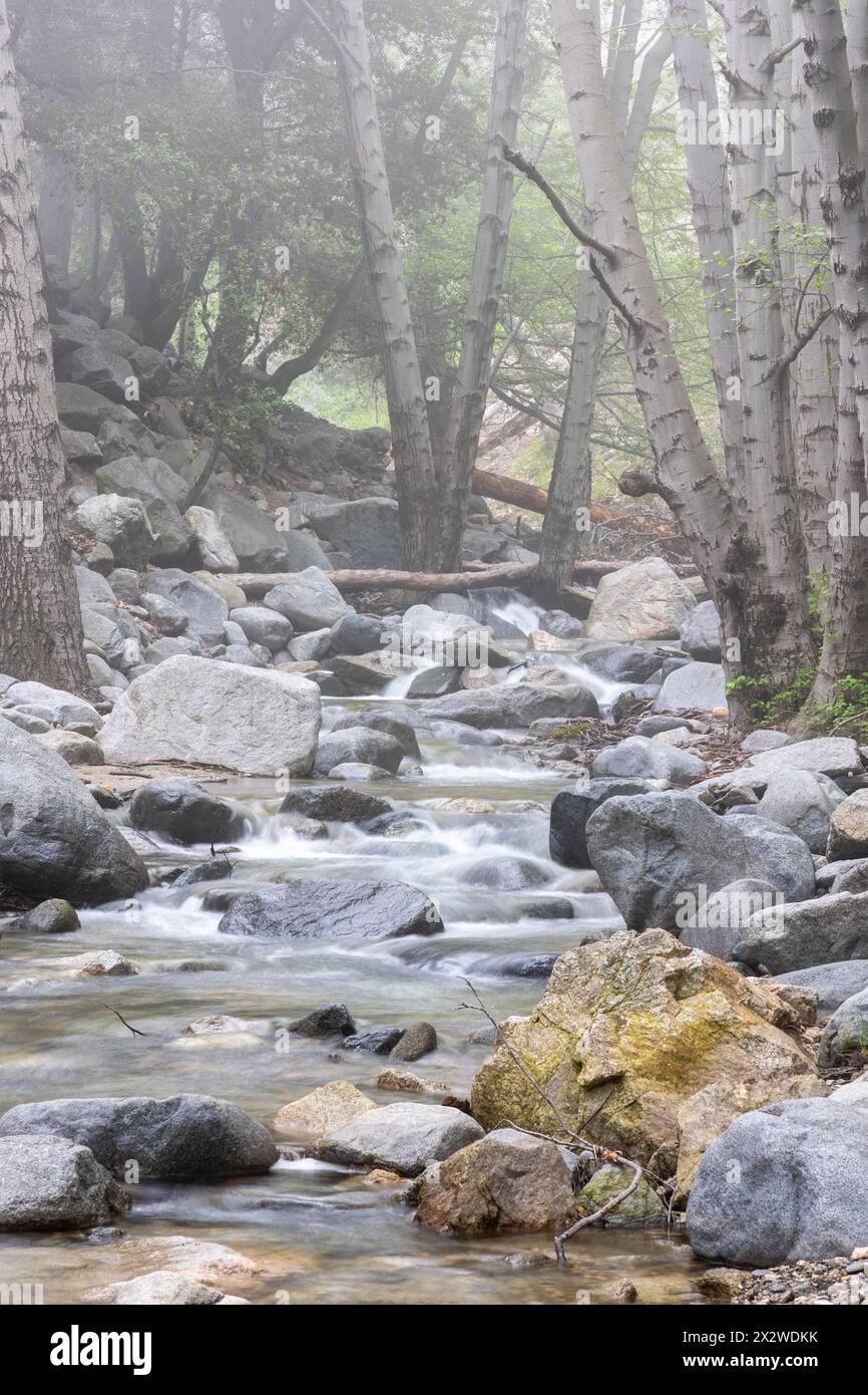 Bergbach mit kleinen Wasserfällen in leichtem Nebel Stockfoto