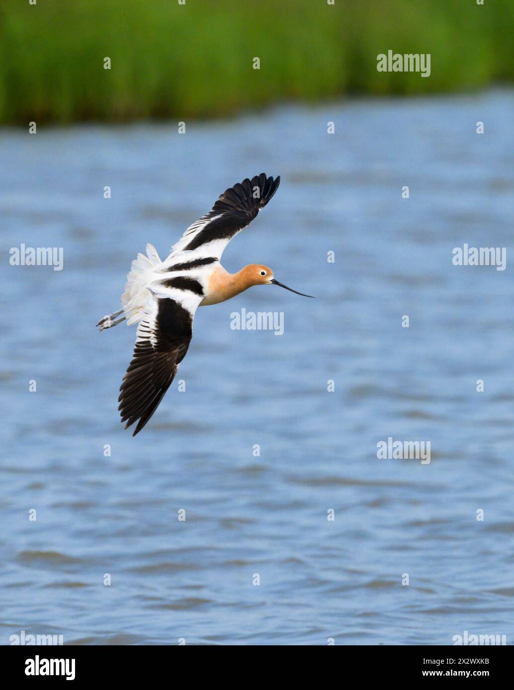 American avocet (Recurvirostra americana), der während des Frühlingszugs über Feuchtgebiete fliegt, Galveston, texas, USA. Stockfoto
