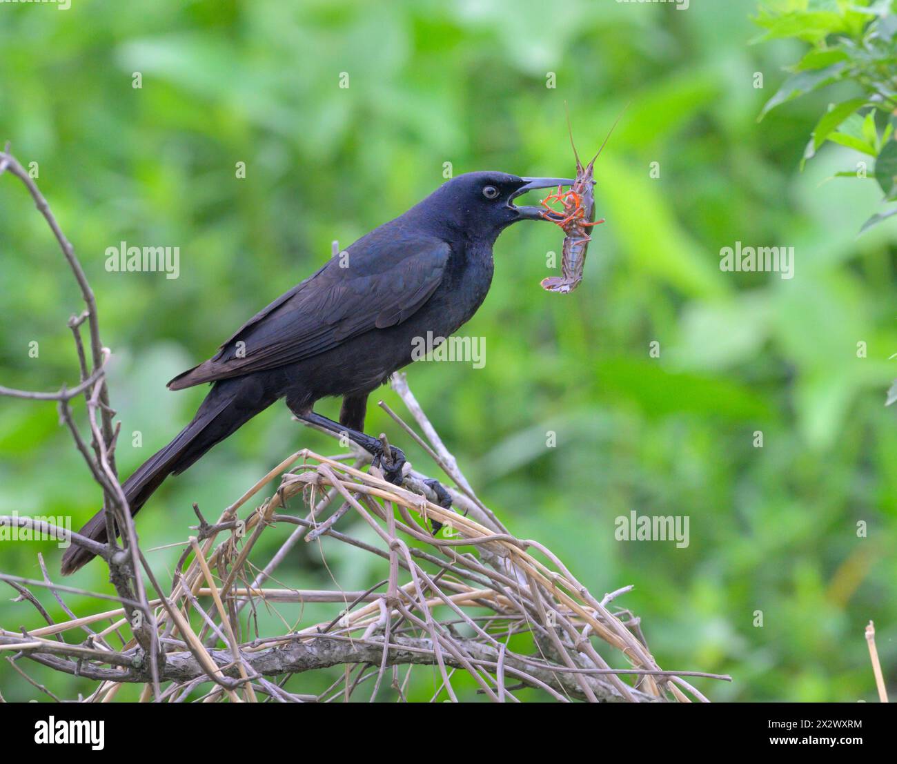 Bootsschwanzgrackle (Quiscalus Major) isst einen Rotsumpfkrebskrebs (Procambarus clarkii) Brazos Bend State Park, Texas, USA. Stockfoto