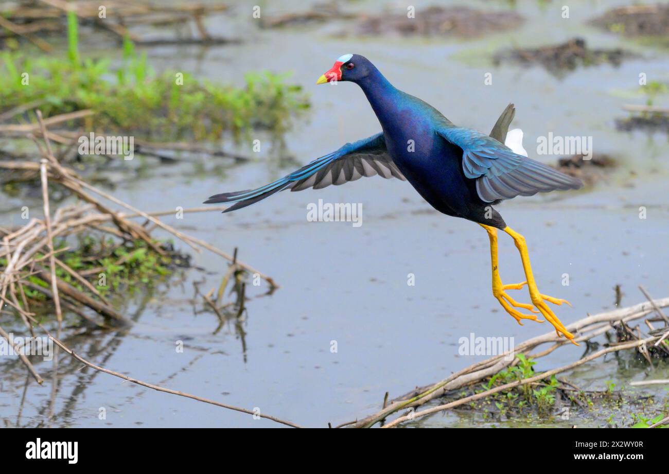 Purple Gallinule (Porphyrio martinica) fliegt über dem See, Brazos Bend State Park, Texas, USA. Stockfoto
