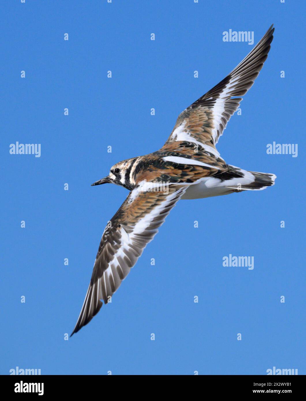 Roddy Turnstone (Arenaria interpres) fliegt im blauen Himmel während der Frühlingswanderung, Galveston, Texas, USA. Stockfoto