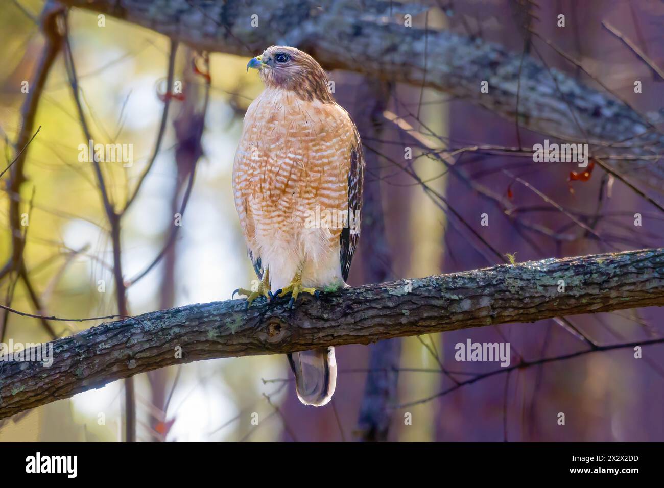 "Rotschulternder Falke: Majestätisch auf einem Eichenbaum thronend, blickt dieser prächtige Raubvogel aufmerksam." Stockfoto