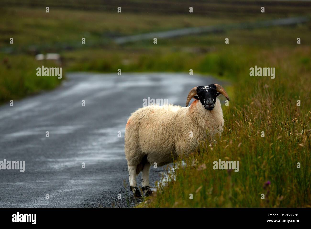 19.07.2019, Meenavean, County Donegal, Irland - Schafe im Regen auf einer Landstraße. 00A190719D016CAROEX.JPG [MODELLVERSION: NICHT ZUTREFFEND, EIGENSCHAFT Stockfoto